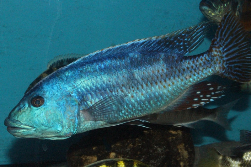 Nimbochromis fuscotaeniatus